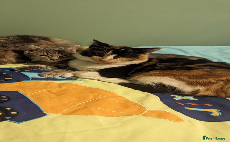 Ragdoll cats - Advert 7