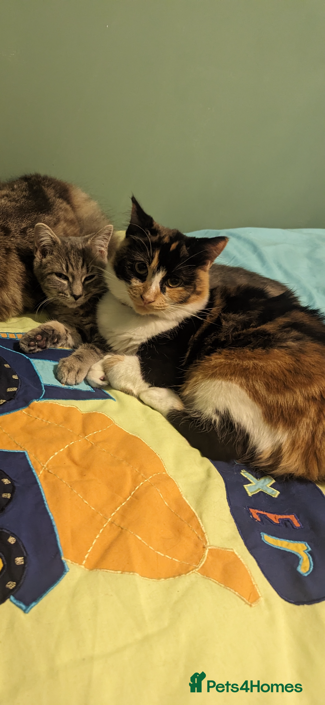 Ragdoll cats for sale: Beautiful calico Ragdoll cross - Image 1