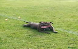 Mixed Breed dogs for sale: Female Pocket Bully for loving home - Image 1