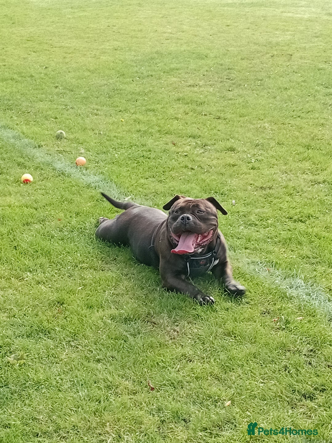 Mixed Breed dogs for sale: Female Pocket Bully for loving home - Image 1