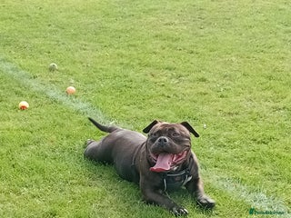 Mixed Breed dogs for sale - Advert 1