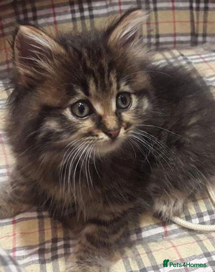 Mixed Breed cats Fluffy tabby  kitten  - Advert 3