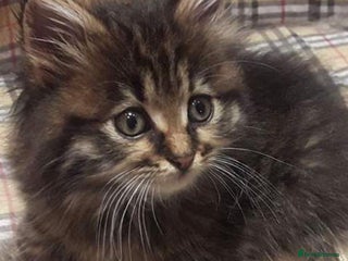 Mixed Breed cats Fluffy tabby kitten - Advert 5