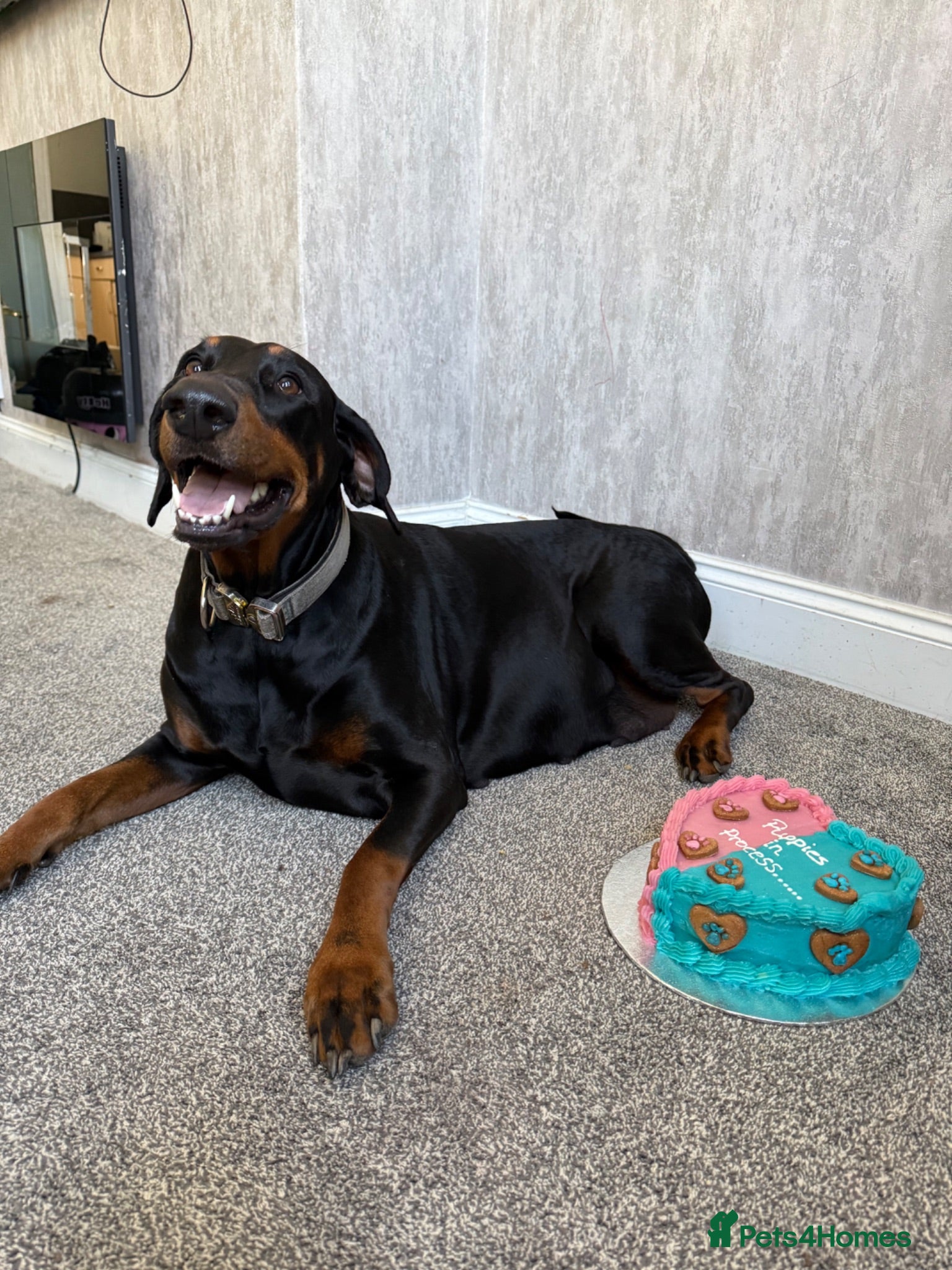 Dobermann dogs Dobermans for sale - Advert 4