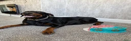 Dobermann dogs for sale: Dobermans for sale in Ayr - Advert 1