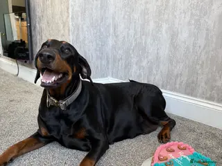 Dobermann dogs Dobermans for sale - Advert 4