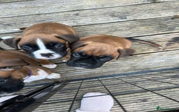 Boxer dogs for sale: READY NOW Boxer Puppies KC registered  - Image 22