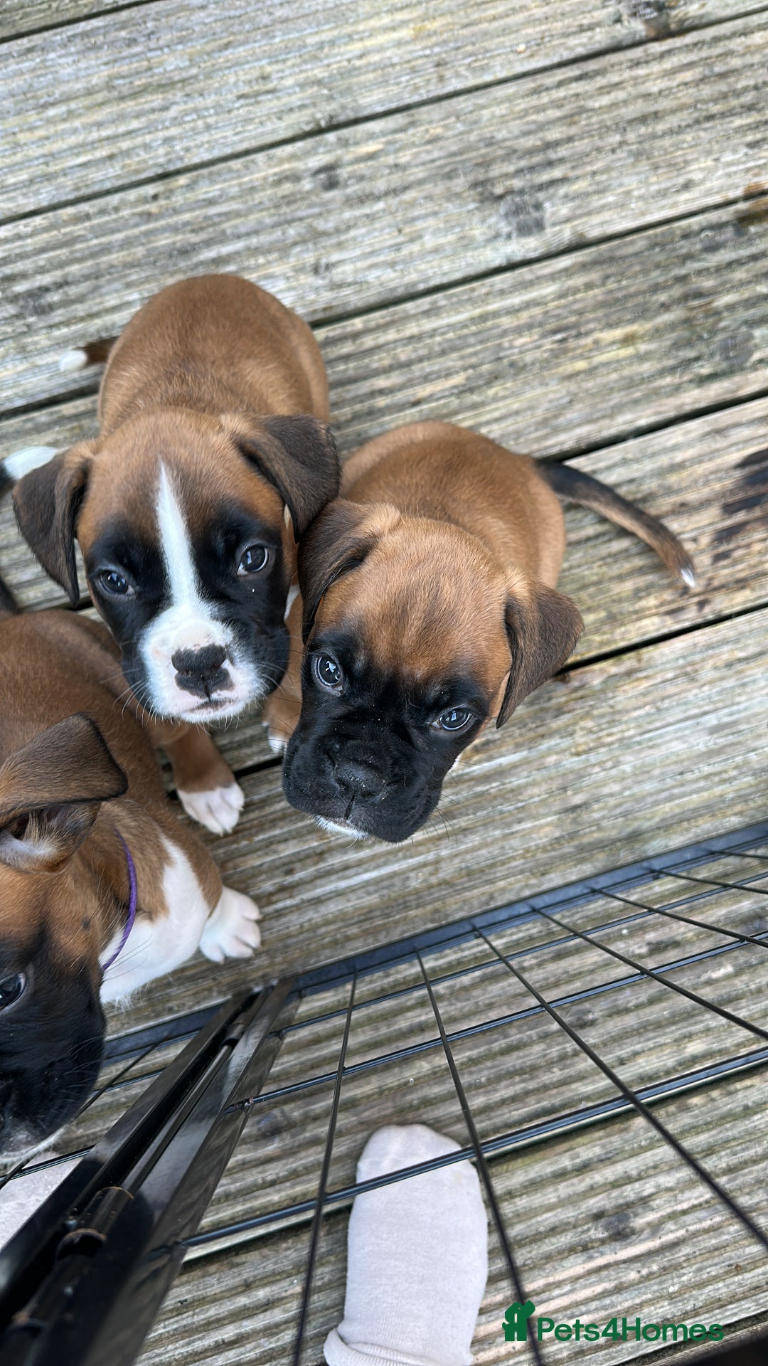 Boxer dogs for sale: READY NOW Boxer Puppies KC registered  - Image 22
