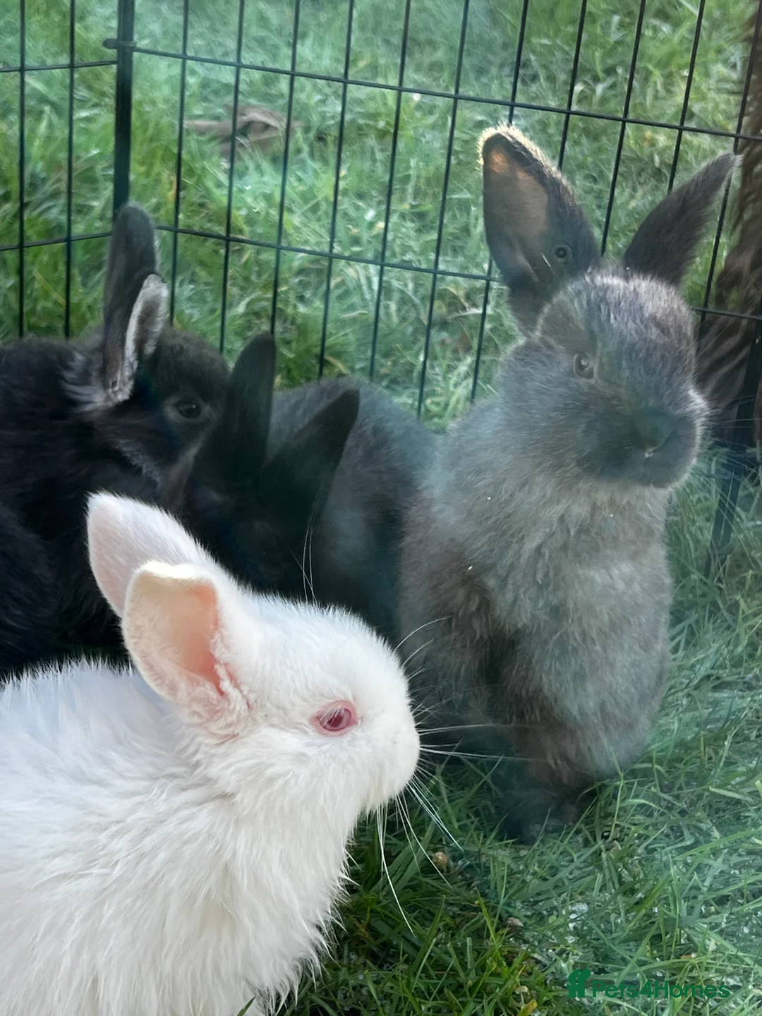 Mixed Breed rabbits for sale: Rabbits for sale in Walsall - Advert 6