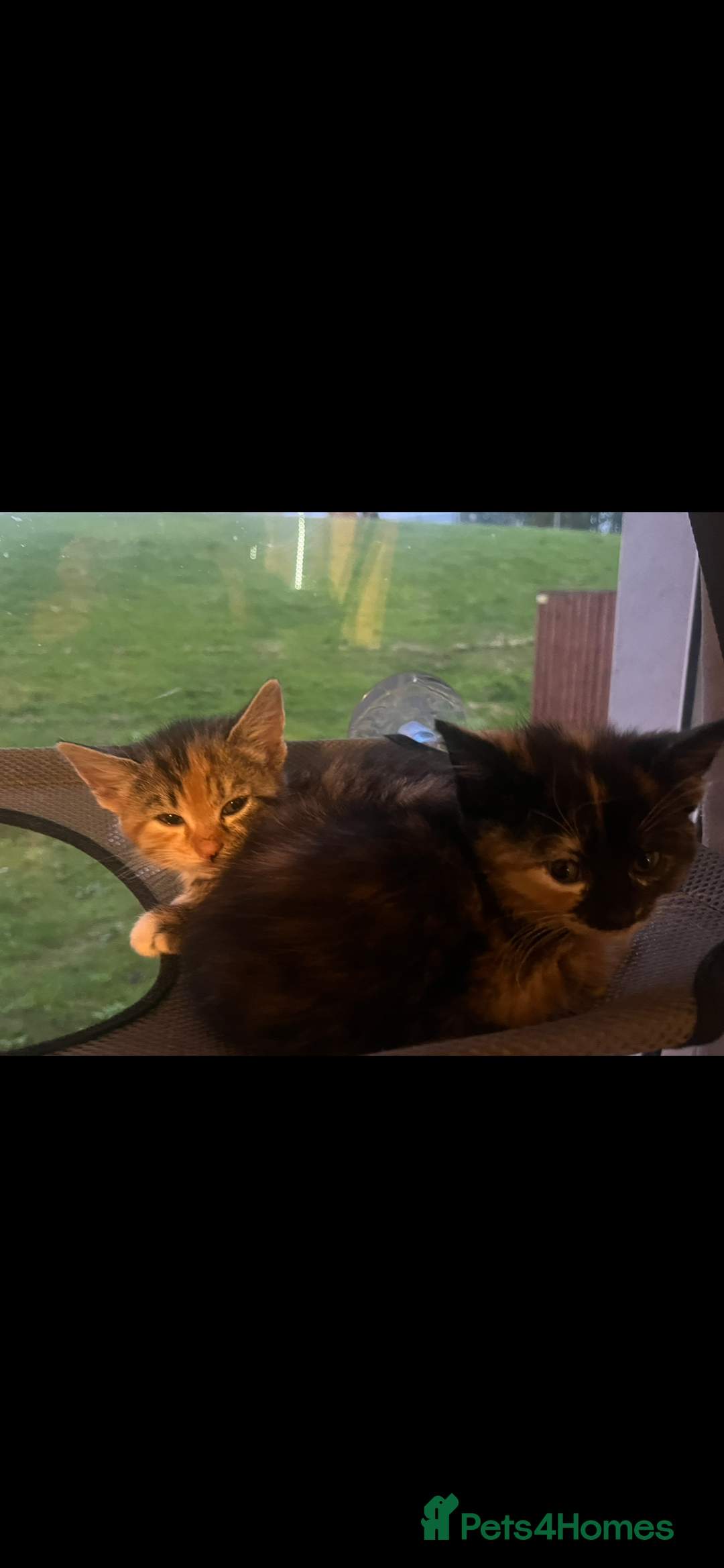 Mixed Breed cats for sale: Kittens for sale  - Image 8