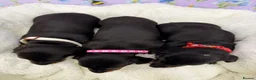 Dachshund dogs for sale: 3 adorable standard dachshund girls available  - Advert 9