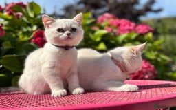British Shorthair cats for sale: Colourpoints BSH active & non-active available - Image 22