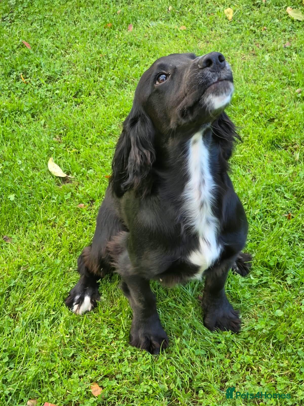 Cocker Spaniel dogs BEAUTIFUL MIXED COLOUR LITTER,HEALTHTESTED PARENTS - Advert 14