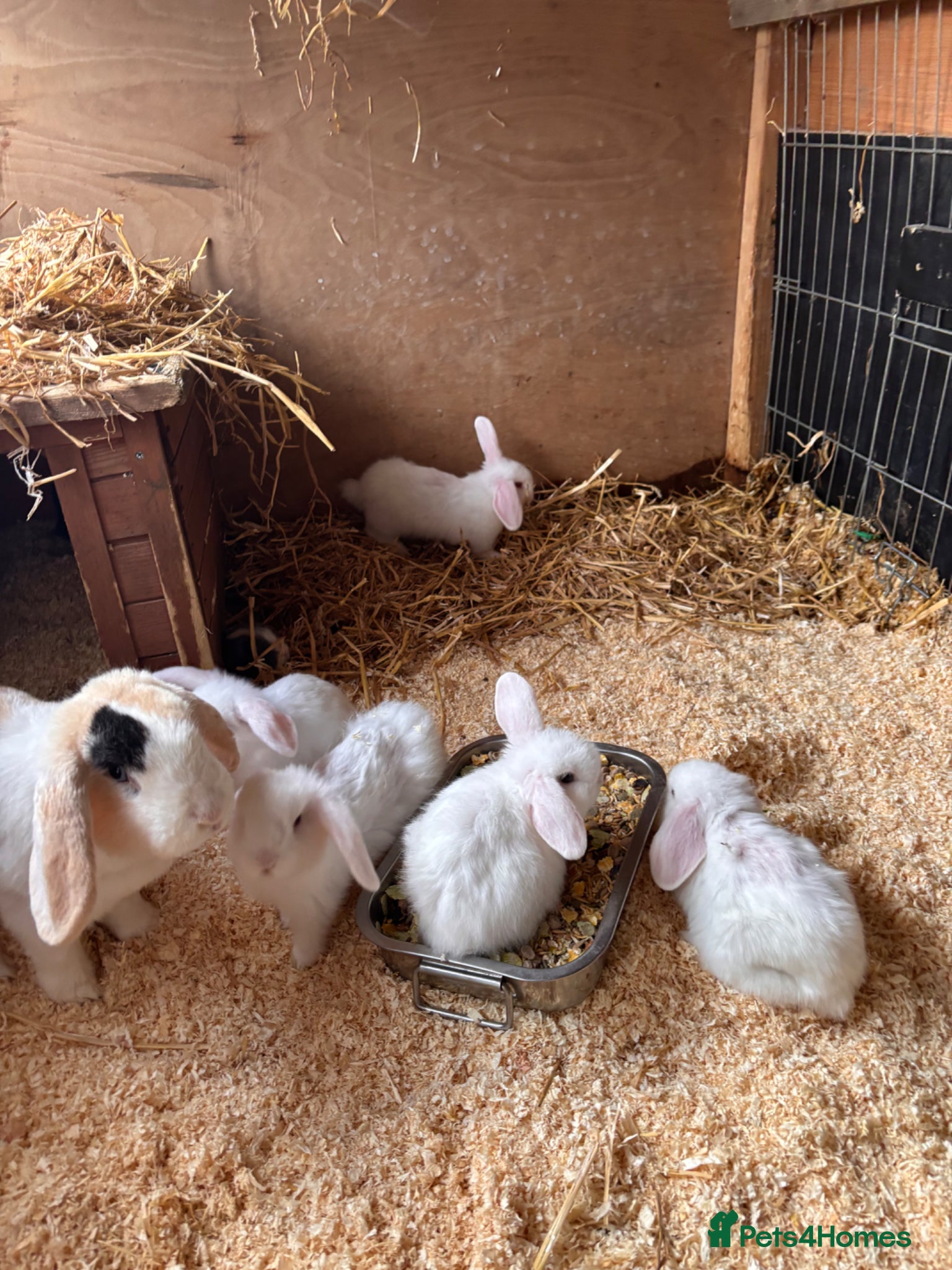 Mini Lop rabbits for sale: 8 beautiful baby’s rabbit  - Advert 1