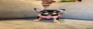 Chihuahua 1
