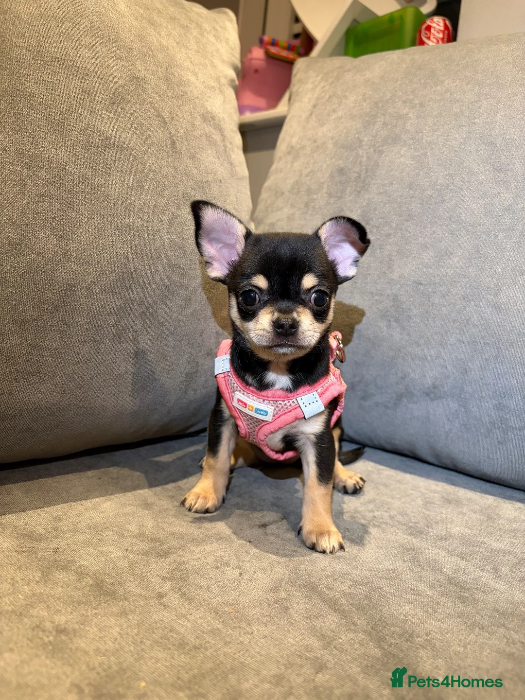Chihuahua dogs for sale: Beautiful chihuahua puppy  - Advert 2