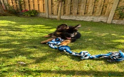 German Shepherd dogs for sale: German Shepherd  - Image 4