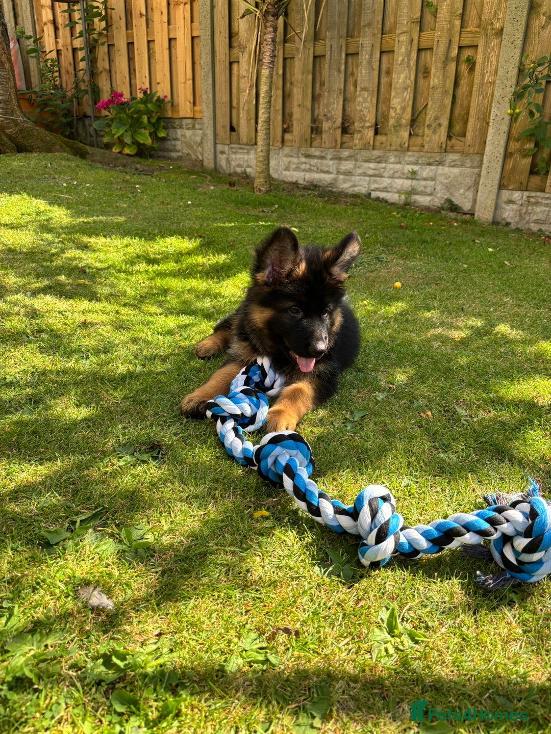 German Shepherd dogs for sale: German Shepherd  - Image 4
