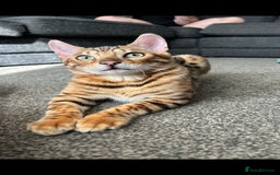 Bengal cats for sale: Beautiful bengal cat  - Image 9