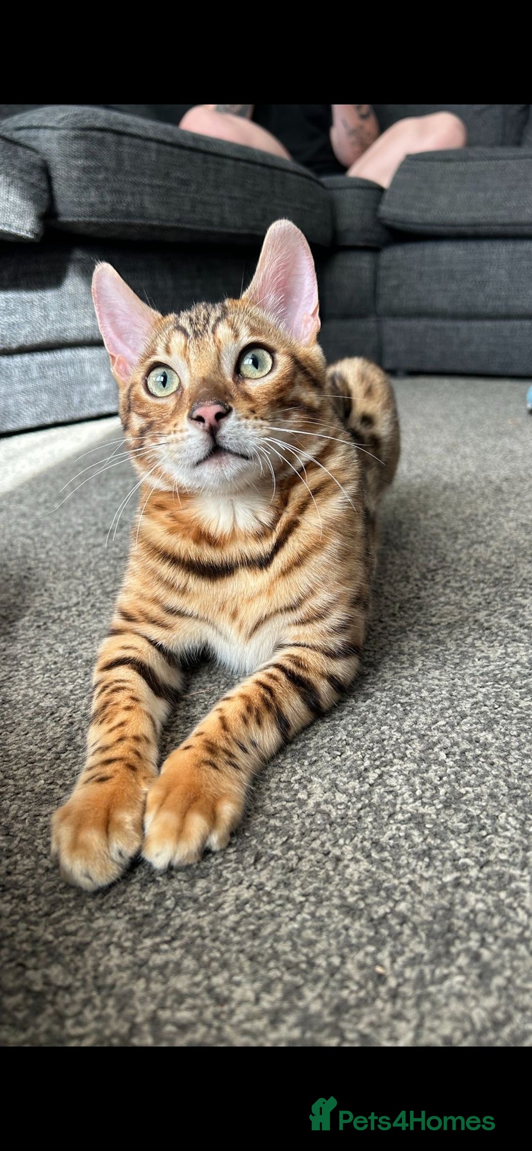 Bengal cats for sale: Beautiful bengal cat  - Image 9
