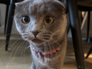 Scottish Fold cats Scottish fold cat - Advert 15