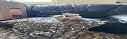 Siamese cats for sale: Siamese kittens for sale - Advert 6