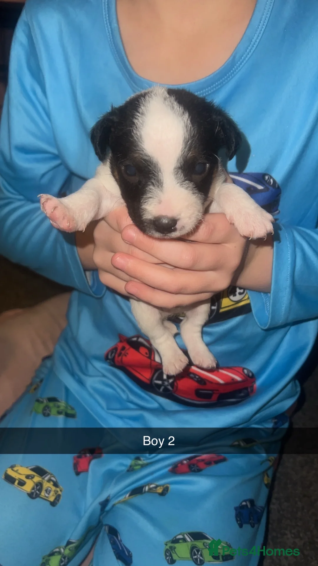 Parson Russell dogs for sale: Parson Russell Terriers  - Advert 10