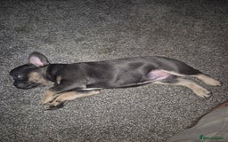 French Bulldog dogs for sale: Beautiful blue tan female french bulldog  - Image 4