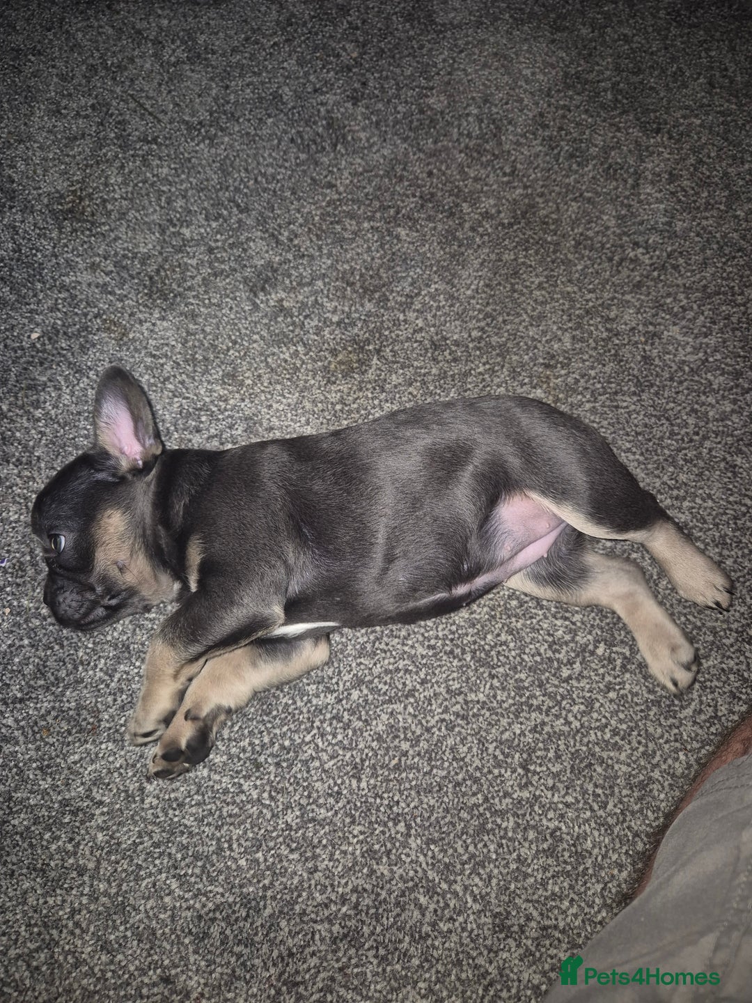 French Bulldog dogs for sale: Beautiful blue tan female french bulldog  - Image 4