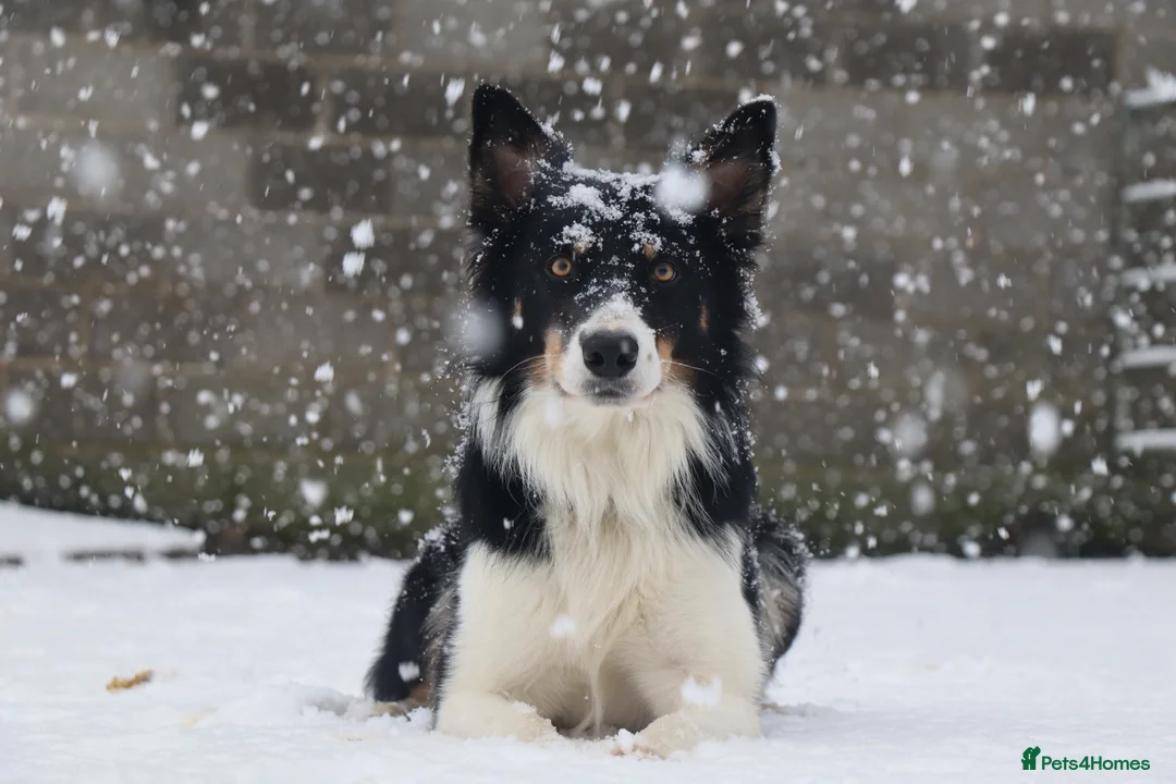 Mixed Breed dogs for sale: Chunky Tri coloured Collie pups for sale - Advert 16