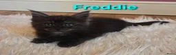 Maine Coon cats for sale: Tica reg maine coon. Poly. - Advert 3