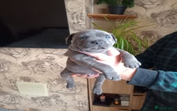 Staffordshire Bull Terrier dogs for sale: Kc Registered staff bull terrier blue  brindle  - Image 6