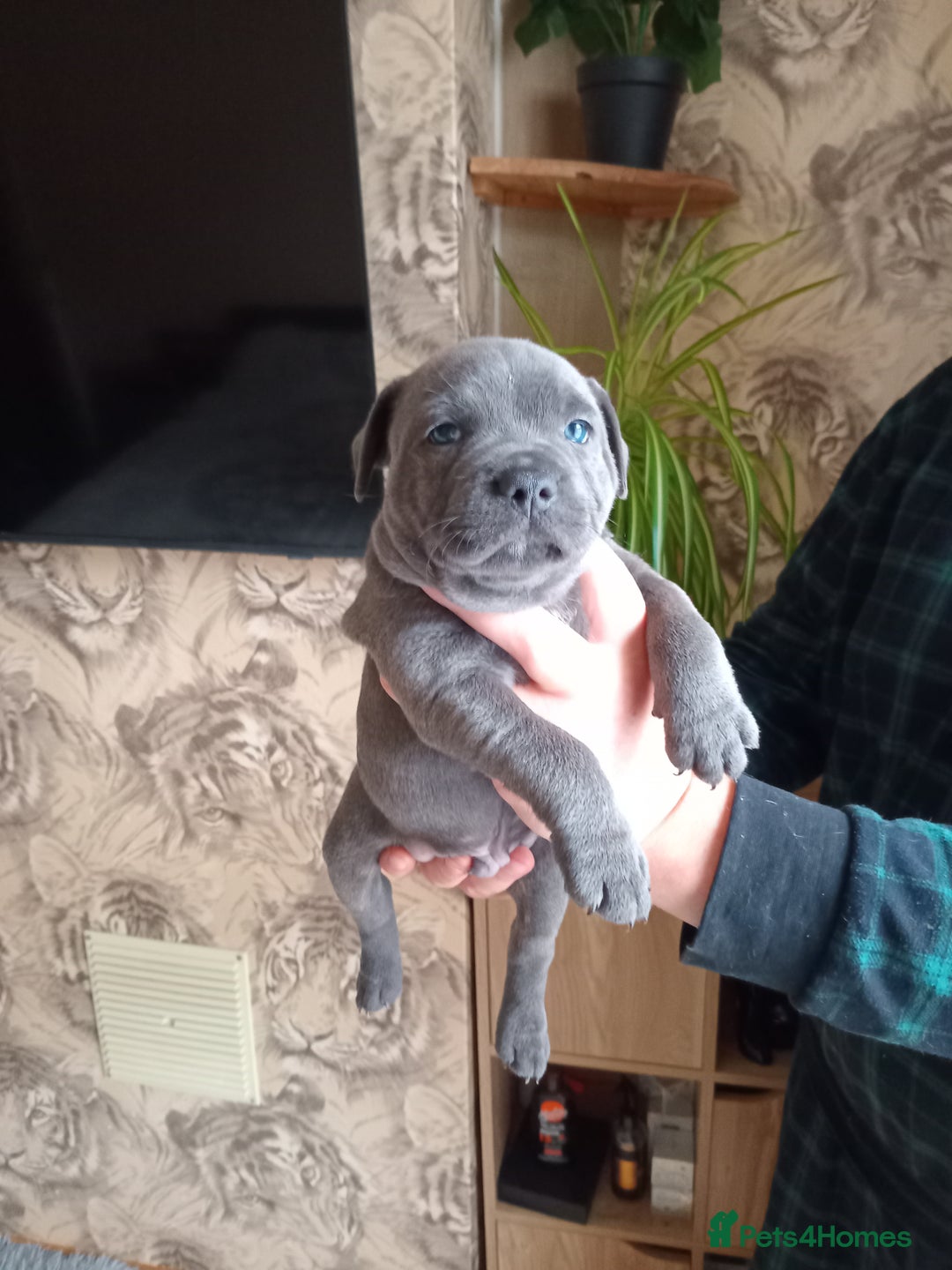Staffordshire Bull Terrier dogs for sale: Kc Registered staff bull terrier blue  brindle  - Image 6