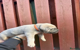 Cane Corso dogs for sale: cane corso pups - Image 17