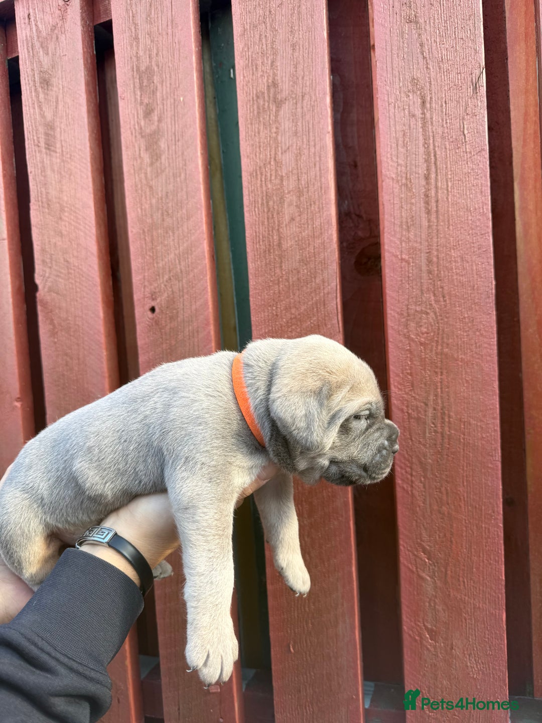 Cane Corso dogs for sale: cane corso pups - Image 17