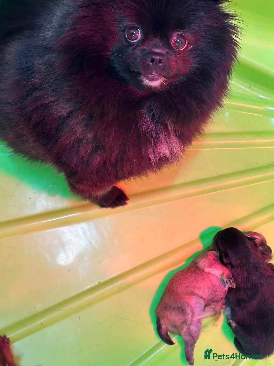 Pomeranian dogs for sale: KC Russian/taiwan Femail Poms - Advert 1