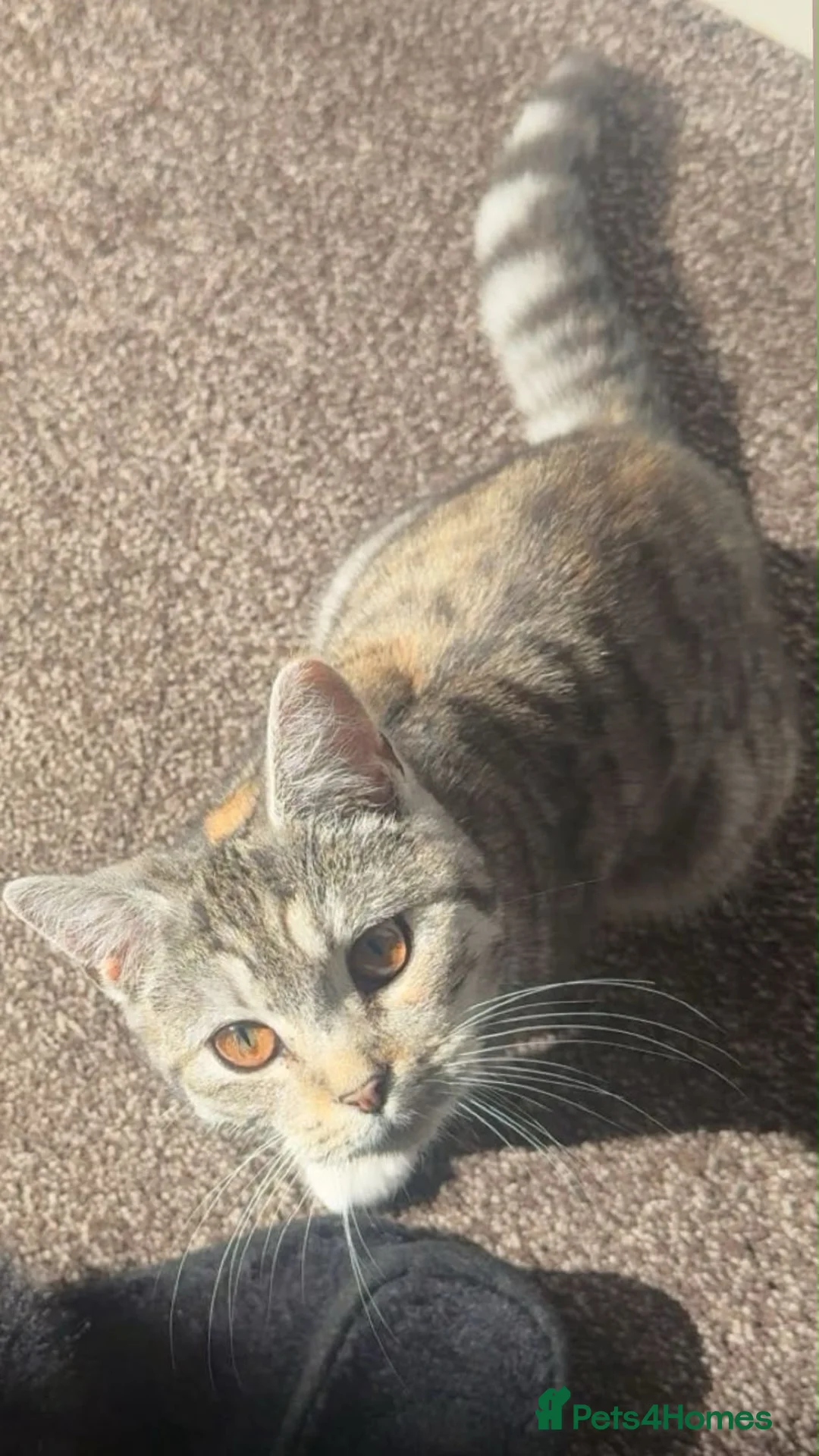 Mixed Breed cats for sale: Meet Chanel - She’s looking for a new home - Advert 4