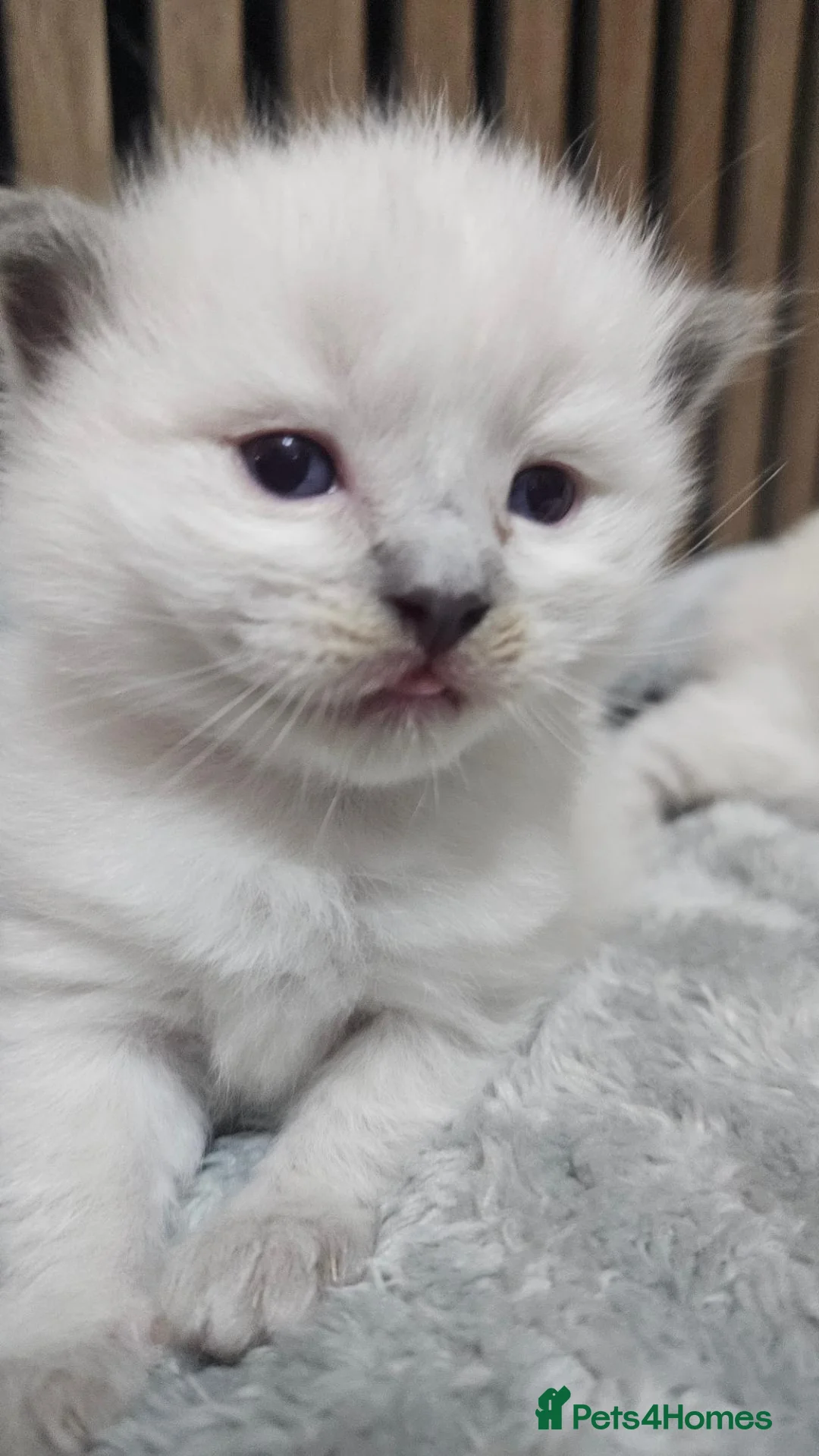 Ragdoll cats for sale: 🐾✨ Stunning Blue Point Ragdoll Kittens ✨🐾 - Advert 9
