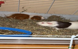 Guinea Pig rodents for sale: Two males  - Image 3