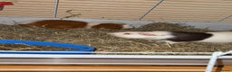 Guinea Pig rodents for sale: Two males  - Advert 3