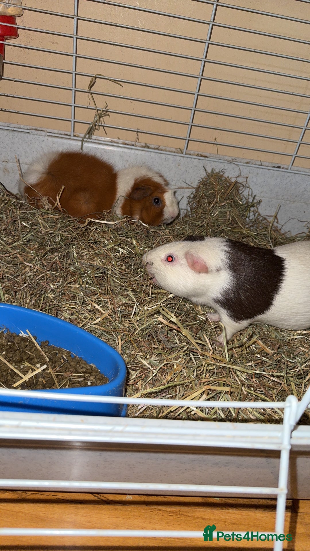 Guinea Pig rodents for sale: Two males  - Image 3
