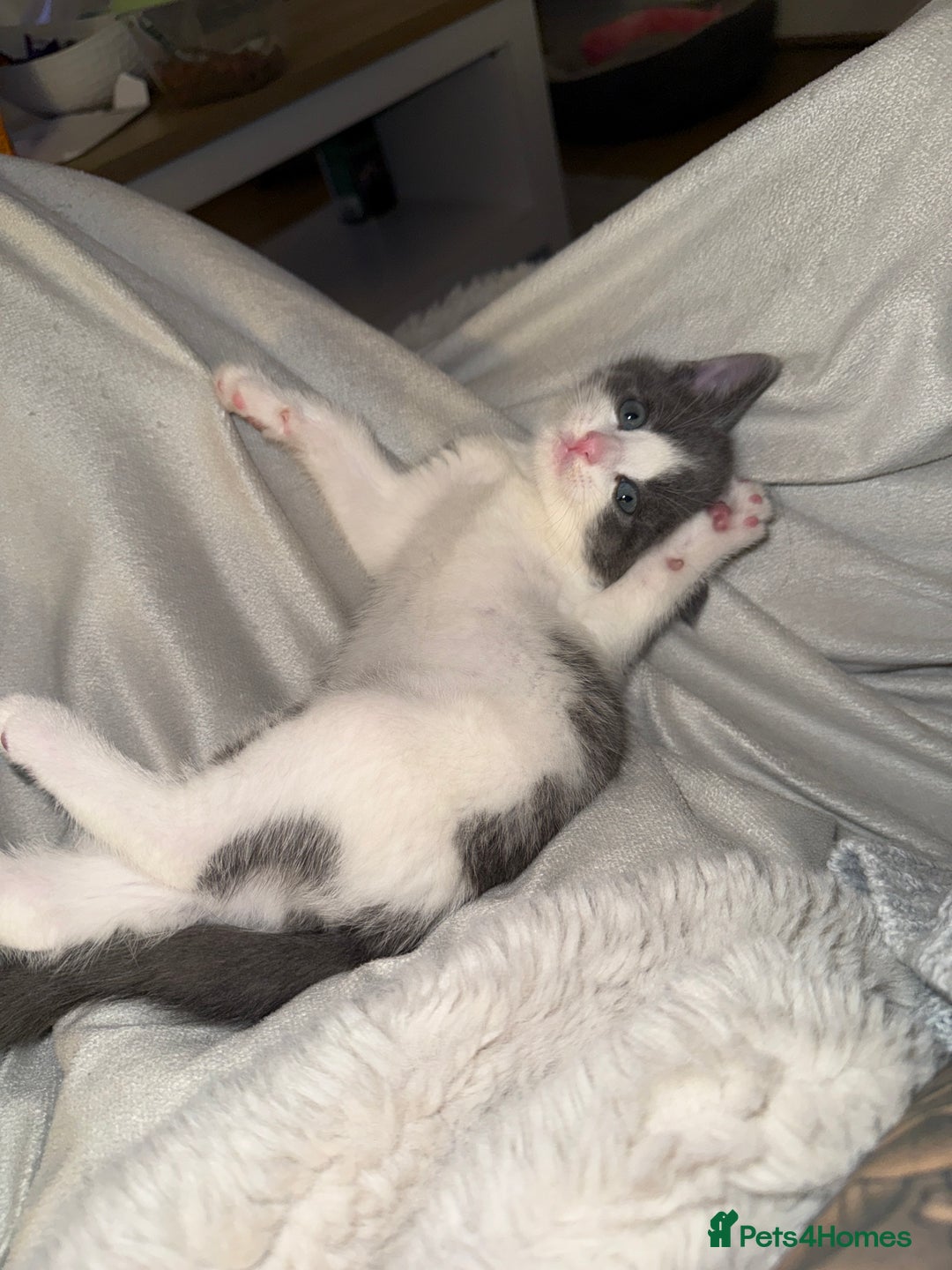 Mixed Breed cats for sale: Grey and white tabby  - Advert 7