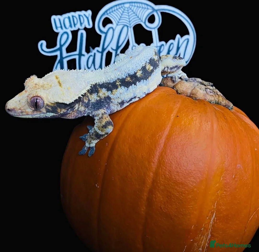 Gecko reptiles for sale: Crested Gecko Babies - Advert 5