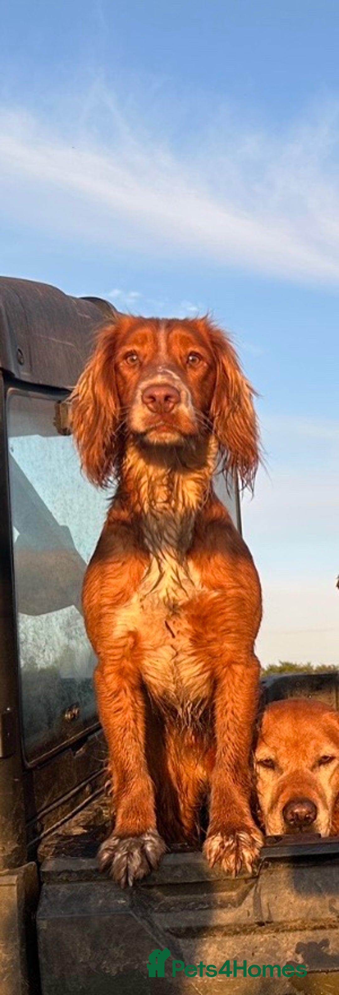 Cocker Spaniel dogs for stud: Standing at Stud in Tavistock - Advert 2