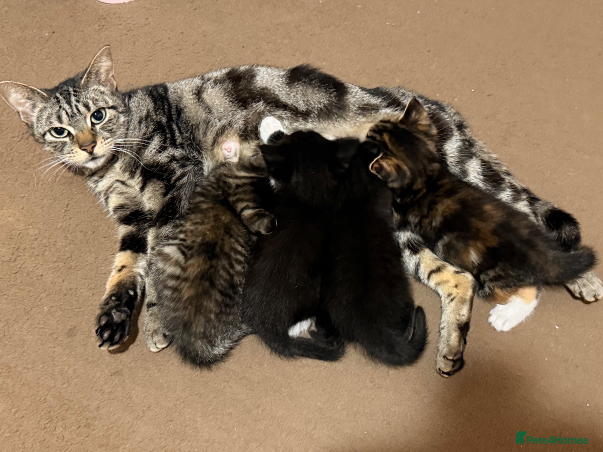 Mixed Breed cats 🐾 x4 Tabby Kittens Looking for Loving Homes! 🐾 - Advert 1