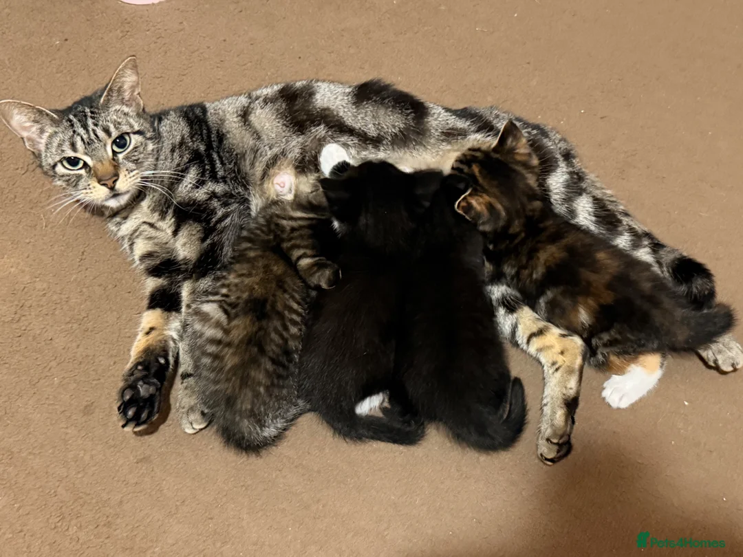 Mixed Breed cats for sale: 🐾 x4 Tabby Kittens Looking for Loving Homes! 🐾 in Gravesend - Advert 1