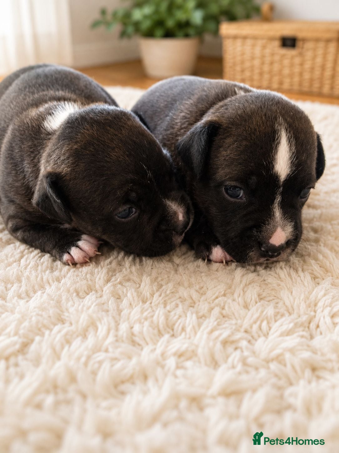 Staffordshire Bull Terrier dogs Kc reg black brindle staffys  - Advert 1