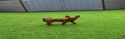 Miniature Pinscher dogs for sale: Min Pin Jesko Is Looking For His Forever Family 💙 - Advert 9