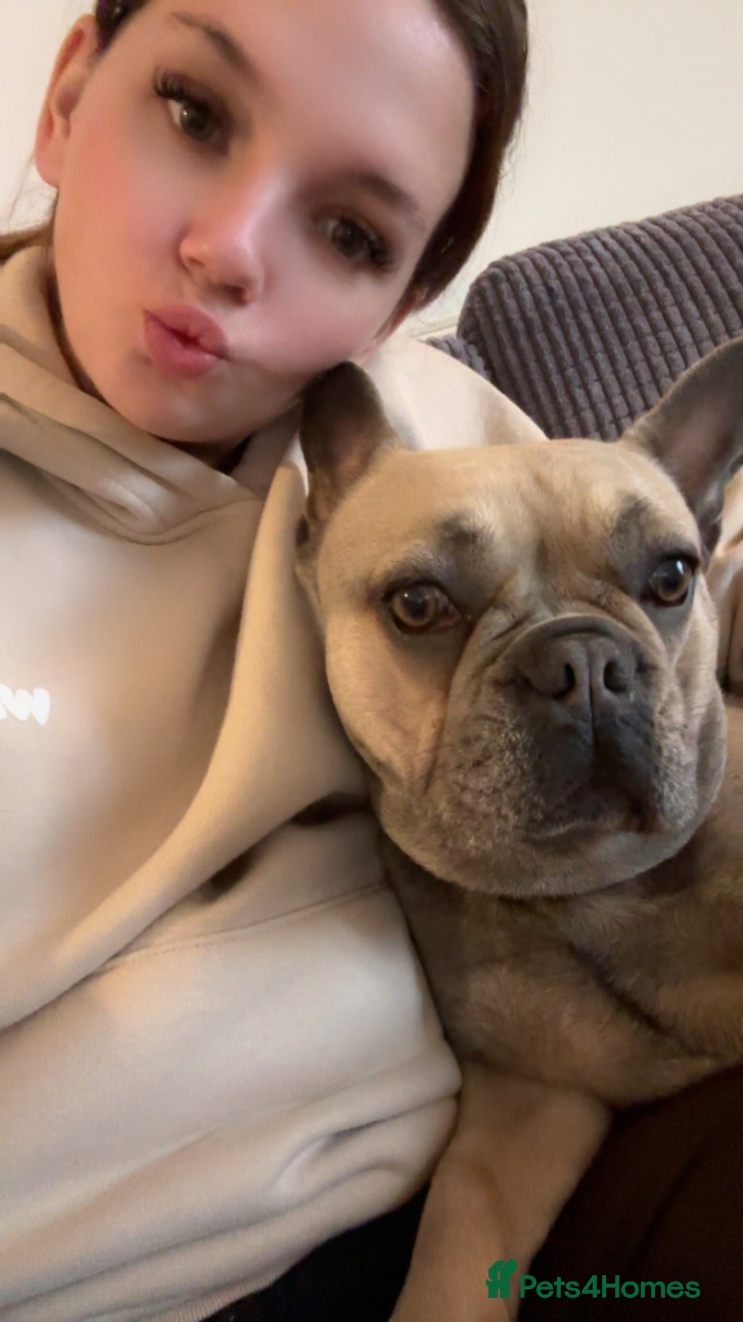 French Bulldog dogs for sale: french ball dog  - Advert 1