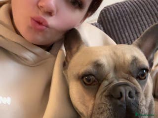 French Bulldog dogs french ball dog - Advert 10